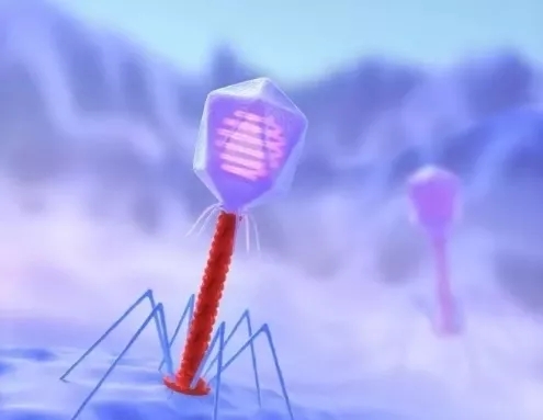 噬菌体的特点