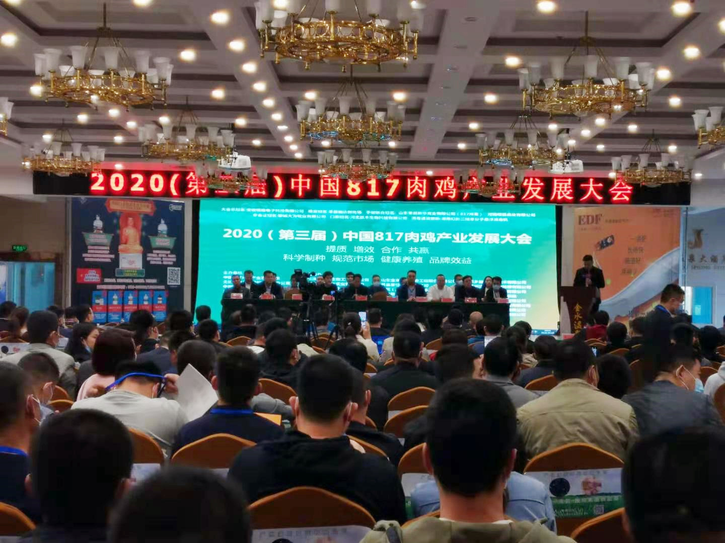 中国817肉鸡产业发展大会