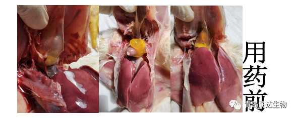 肉鸡剖检变化