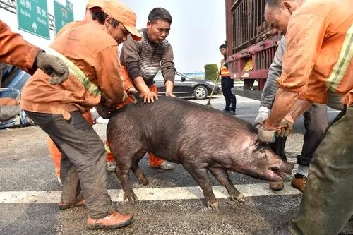 强化生猪运输车辆管理
