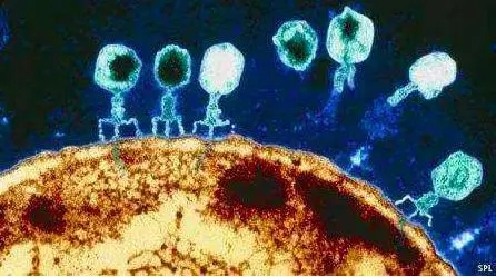 噬菌体与生物膜