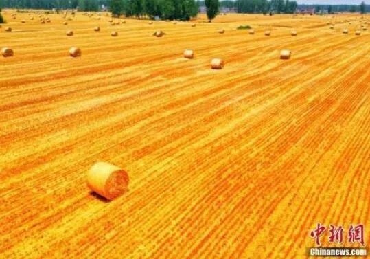 小麦收割季
