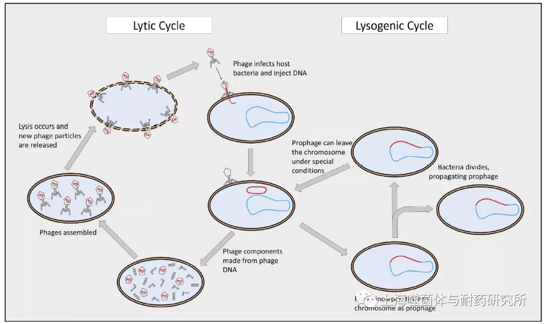 温和噬菌体繁殖生命周期