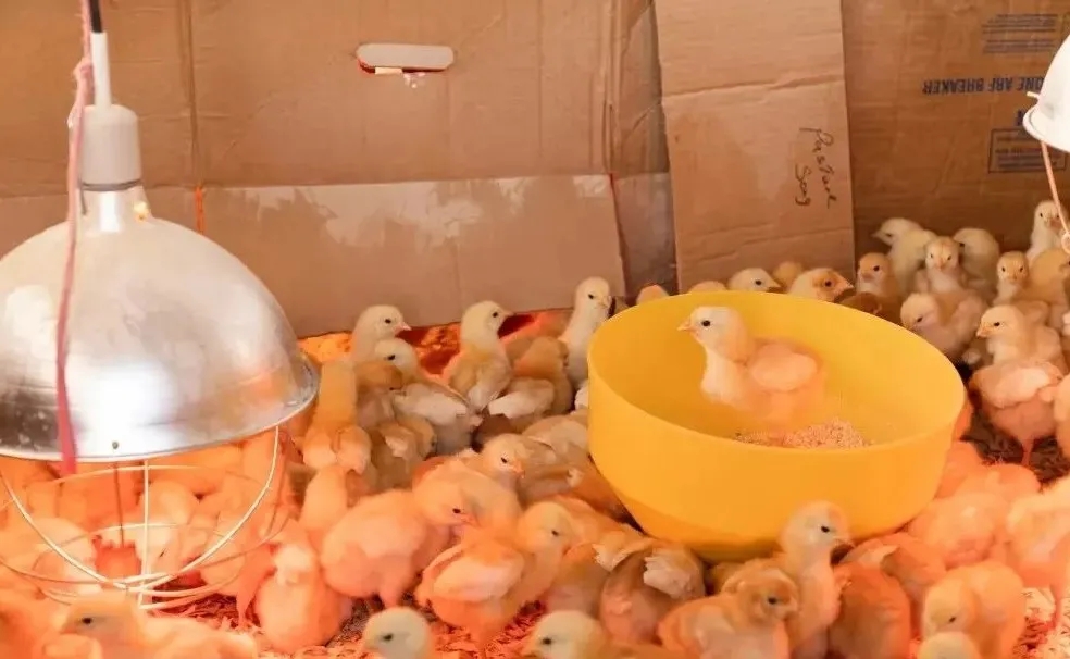 育雏期的小鸡要学会自己采食和喝水