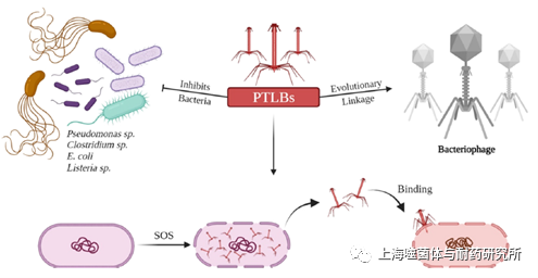 PTLB和噬菌体