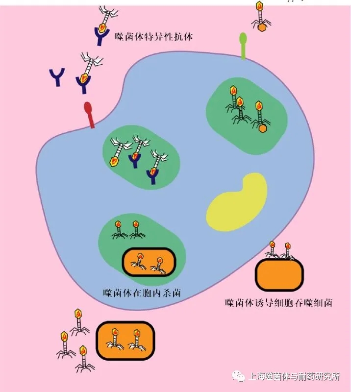 细菌-噬菌体-免疫系统的相互作用