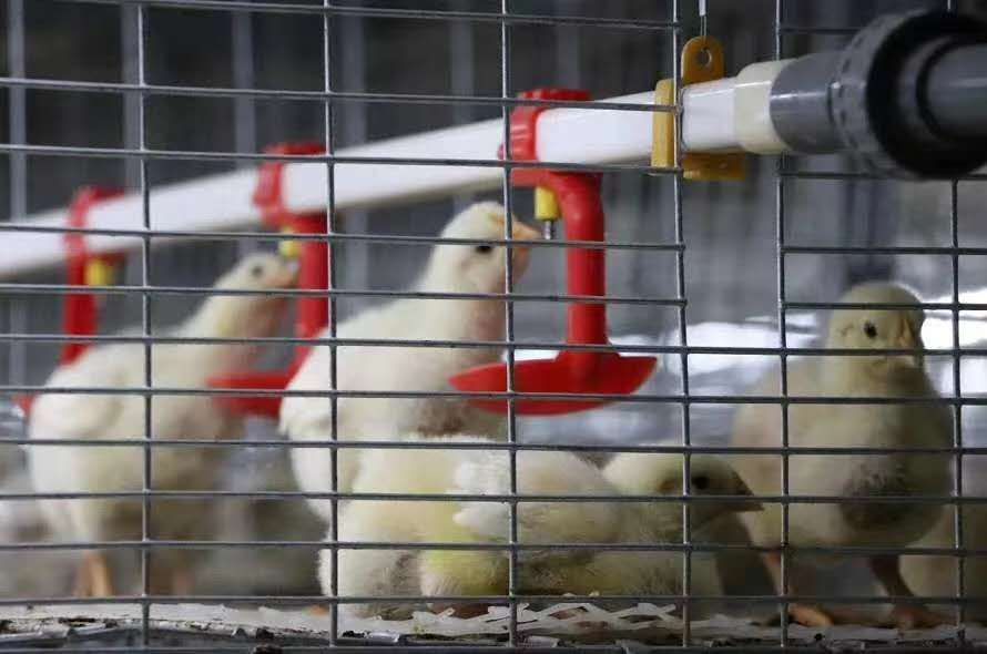  我们要知道什么样的温度适合鸡群生长？