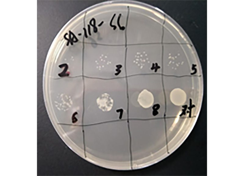 研发创新，我们一直在路上||一株高裂解率噬菌体沙门氏菌噬菌体的分离及其应用