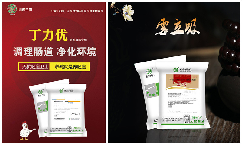 肉鸡养殖 || 秋冬常见疾病防控方案